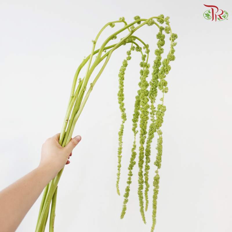 Amaranthus Hanging - Green (5 Stems)