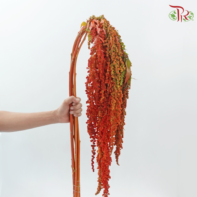 Amaranthus Hanging - Burnt Orange (5 Stems)