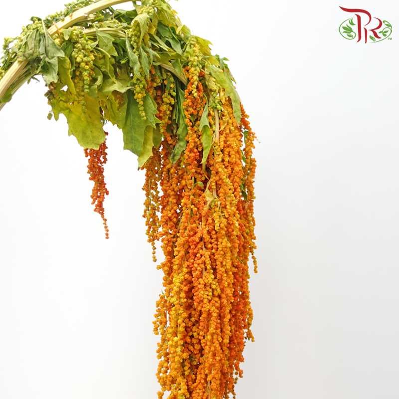 Amaranthus Hanging - Orange Yellowish (5 Stems)