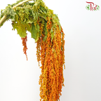 Amaranthus Hanging - Orange Yellowish (5 Stems)