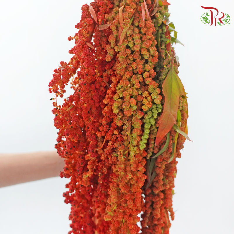 Amaranthus Hanging - Burnt Orange (5 Stems)