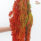 Amaranthus Hanging - Burnt Orange (5 Stems)