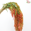 Amaranthus Hanging - Double Tone Orange With Red (4-5 Stems)