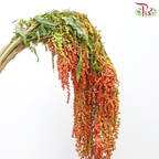 Amaranthus Hanging - Double Tone Orange With Red (4-5 Stems)