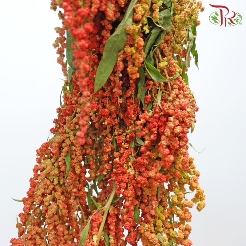 Amaranthus Hanging - Double Tone Orange With Red (4-5 Stems)
