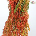 Amaranthus Hanging - Double Tone Orange With Red (4-5 Stems)