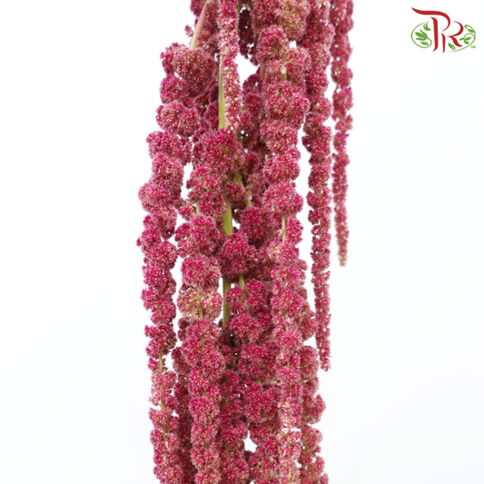Amaranthus Hanging - Pink (5 Stems)