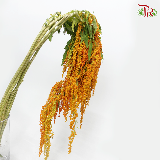 Amaranthus Hanging - Orange (5 Stems) - Pudu Ria Florist