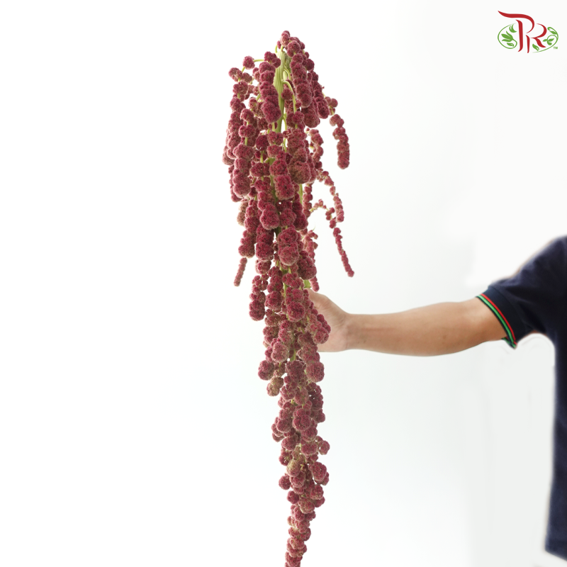 Amaranthus Hanging Big Ball - Dark Pink (5 Stems)