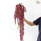 Amaranthus Hanging Big Ball - Dark Pink (5 Stems)