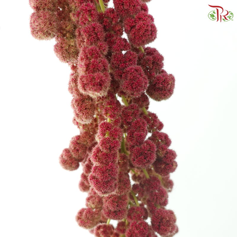 Amaranthus Hanging Big Ball - Dark Pink (5 Stems)