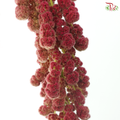 Amaranthus Hanging Big Ball - Dark Pink (5 Stems)