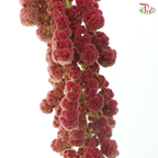 Amaranthus Hanging Big Ball - Dark Pink (5 Stems)