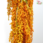 Amaranthus Hanging - Orange Yellowish (5 Stems)