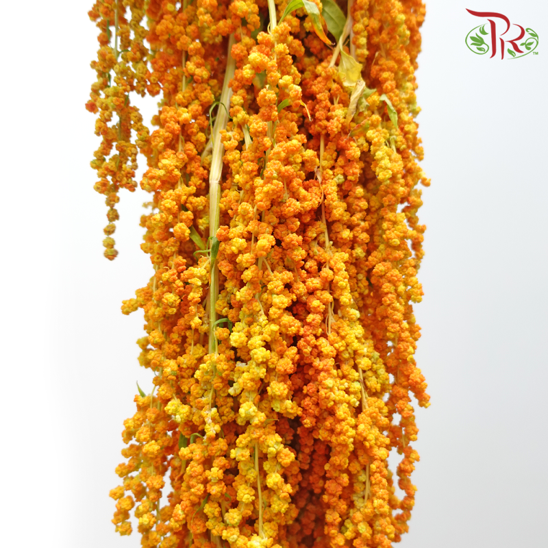Amaranthus Hanging - Orange Yellowish (5 Stems)