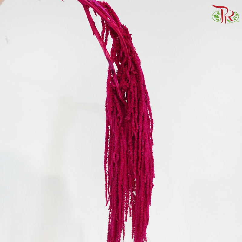 Preserved Amaranthus - Dark Cherry Pink (Per Bunch)