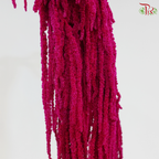 Preserved Amaranthus - Dark Cherry Pink (Per Bunch)