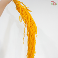 Preserved Amaranthus - Light Orange (Per Bunch)
