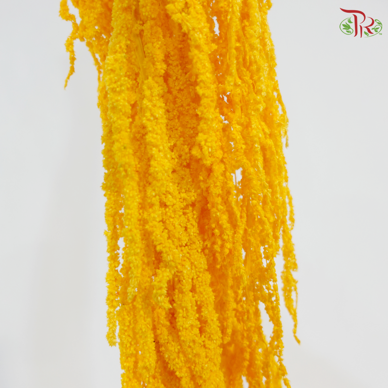 Preserved Amaranthus - Light Orange (Per Bunch)