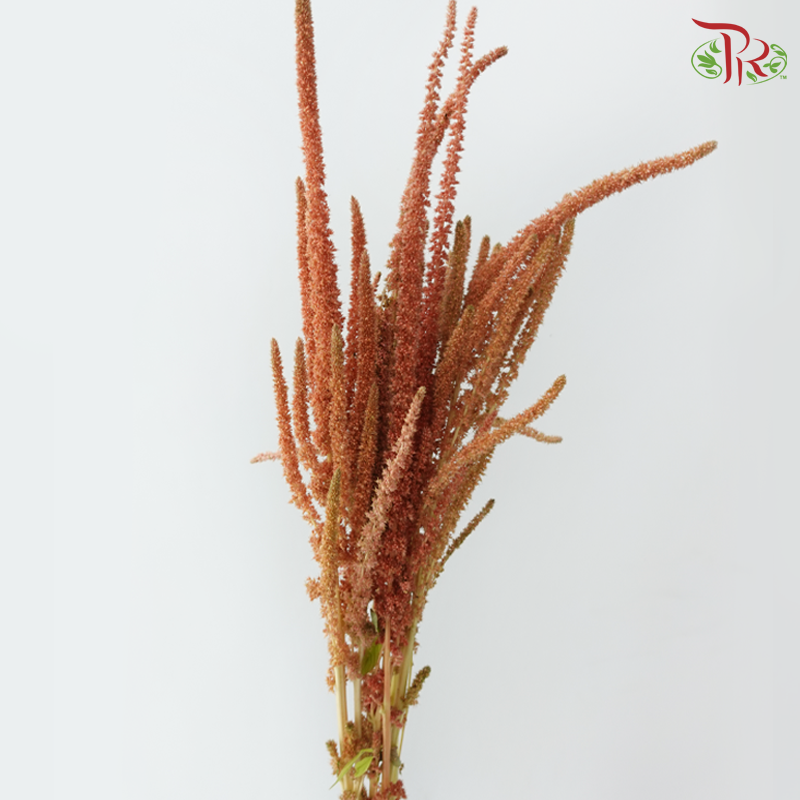 Amaranthus Straight - Orange (5 Stems)