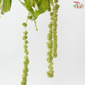 Amaranthus Hanging Big Ball - Green (5 Stems)