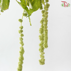Amaranthus Hanging Big Ball - Green (5 Stems)