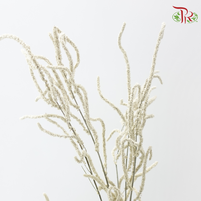Amaranthus - Yearning Desert White (10 Stems)