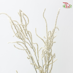 Amaranthus - Yearning Desert White (10 Stems)