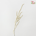 Amaranthus - Yearning Desert White (10 Stems)