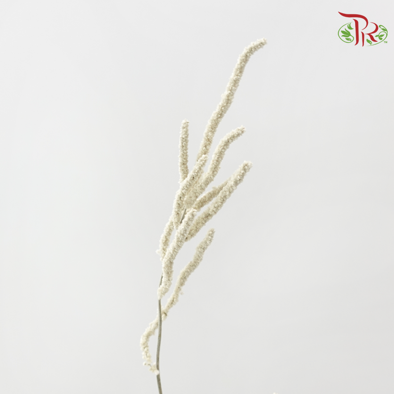 Amaranthus - Yearning Desert White (10 Stems)