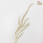 Amaranthus - Yearning Desert White (10 Stems)