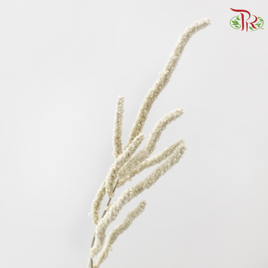 Amaranthus Yearming Desert White - (10 Stems)