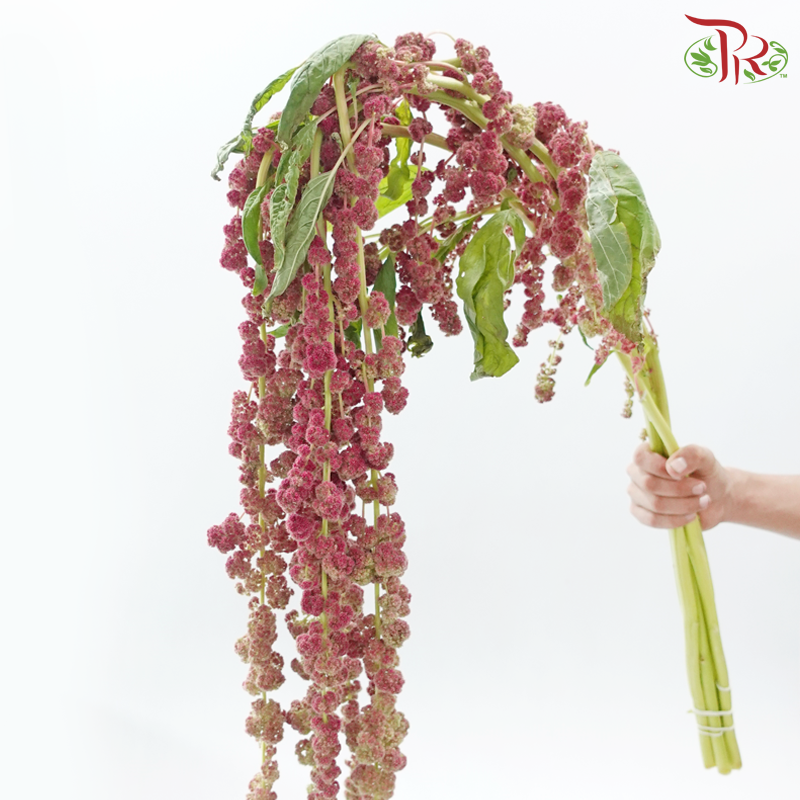 Amaranthus Hanging - Pink (5 Stems)