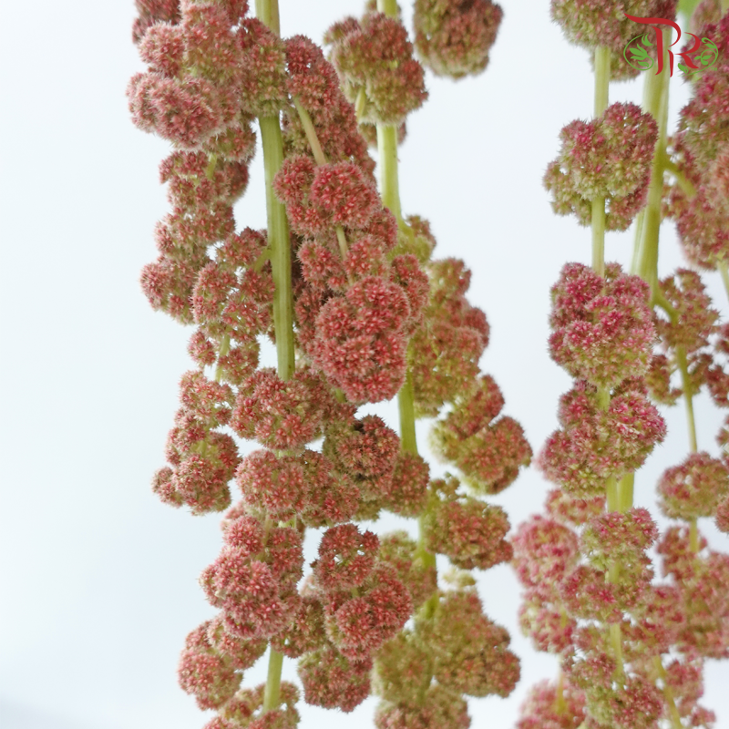 Amaranthus Hanging - Pink (5 Stems)