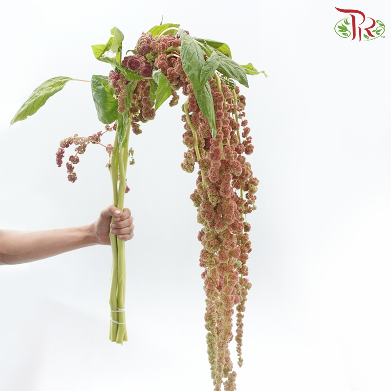 Amaranthus Hanging - Pink (5 Stems)