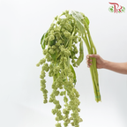Amaranthus Hanging - Light Green (4-5 Stems)