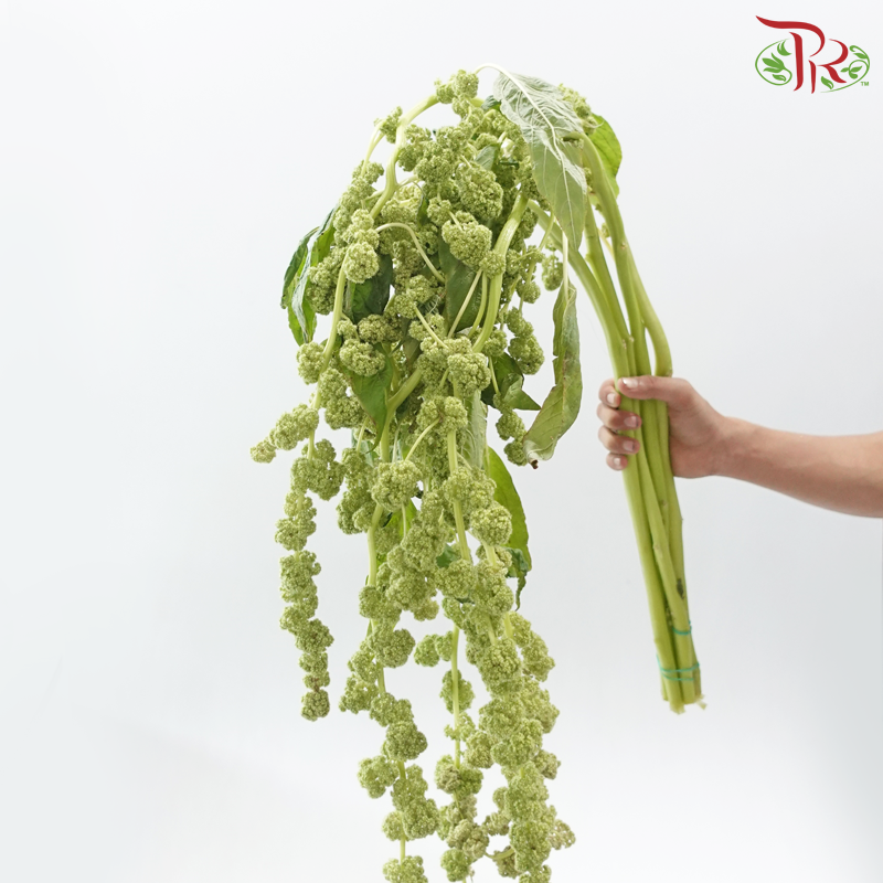 Amaranthus Hanging - Light Green (4-5 Stems)
