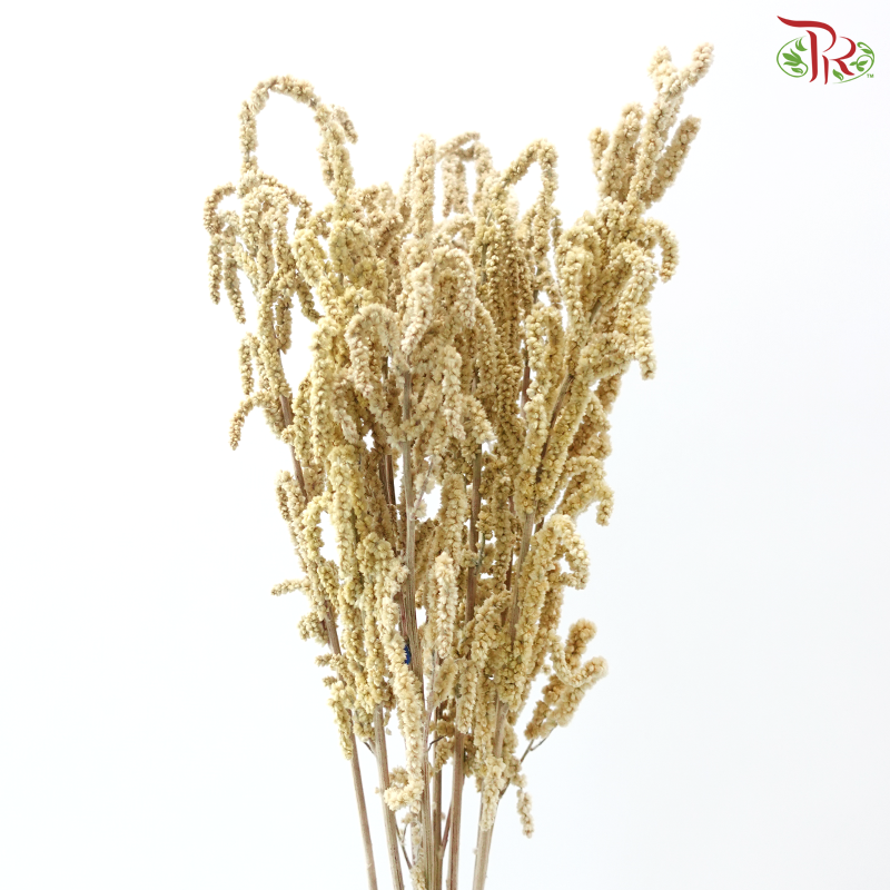 Amaranthus - Yearning Desert White (10 Stems)