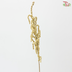 Amaranthus - Yearning Desert White (10 Stems)