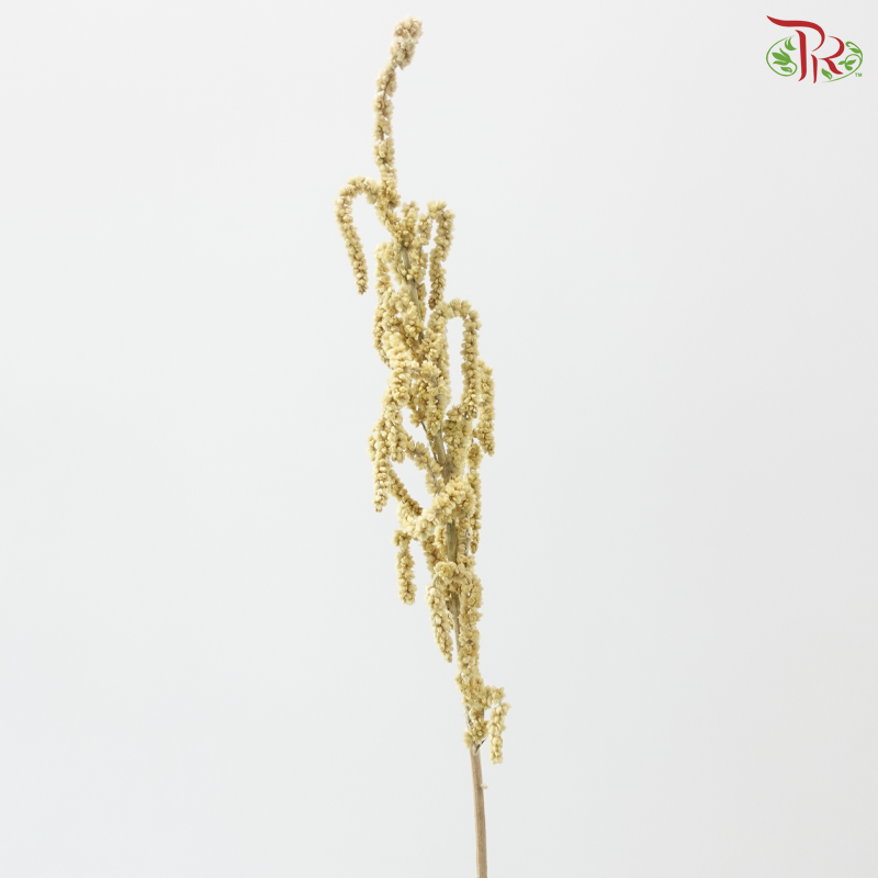 Amaranthus - Yearning Desert White (10 Stems)