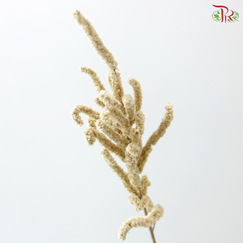 Amaranthus - Yearning Desert White (10 Stems)