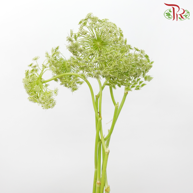 Ammi Visnaga Green - (5 Stems)