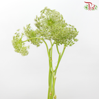 Ammi Visnaga Green - (5 Stems)