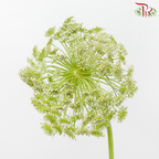 Ammi Visnaga Green - (5 Stems)