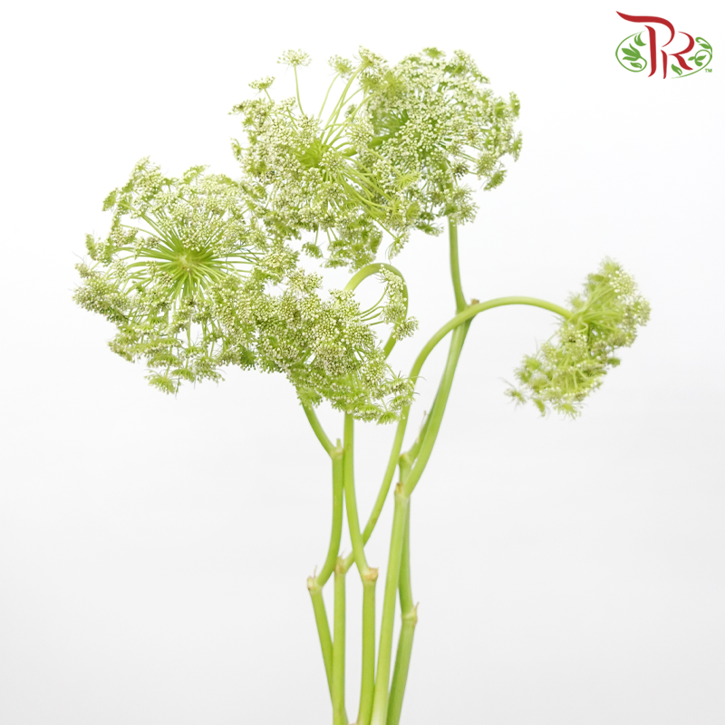 Ammi Visnaga Green - (5 Stems)