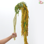 Amaranthus Hanging - Shade of Orange  (4-5 Stems)