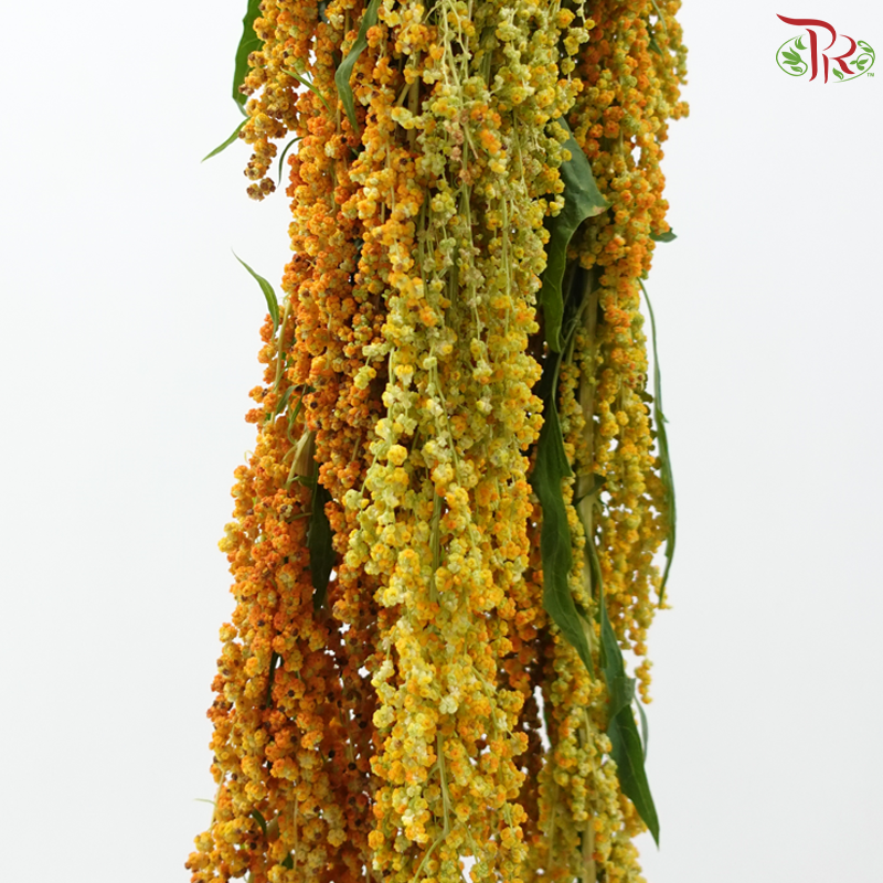 Amaranthus Hanging - Shade of Orange  (4-5 Stems)