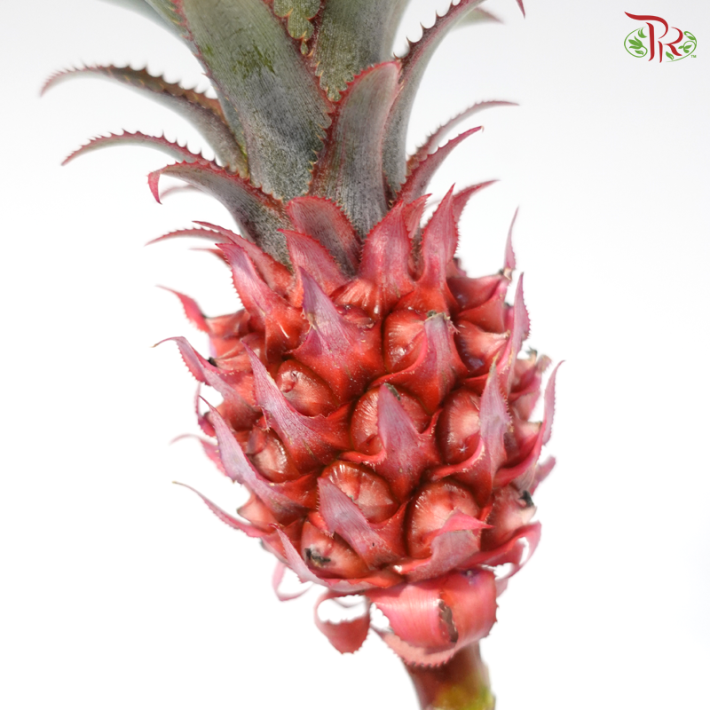 Anana Torch (2 Stems)