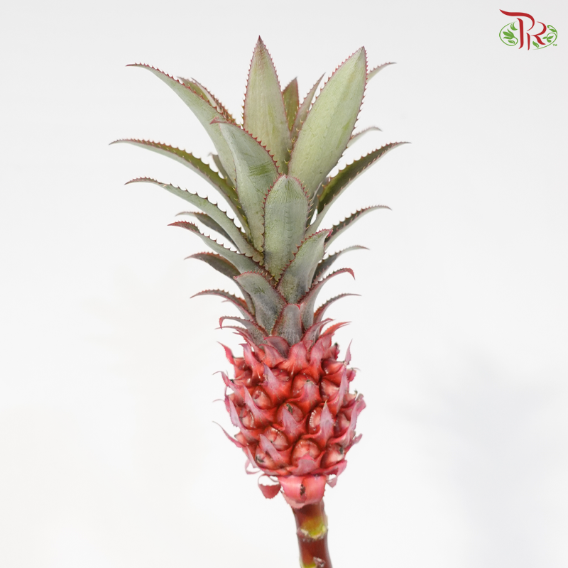 Anana Torch (2 Stems)