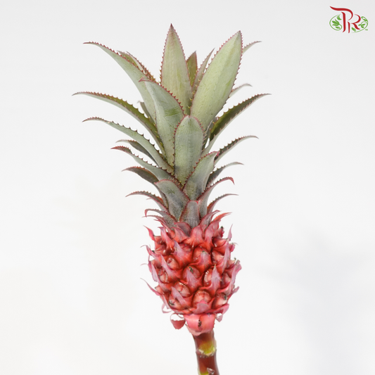 Anana Torch (2 Stems)